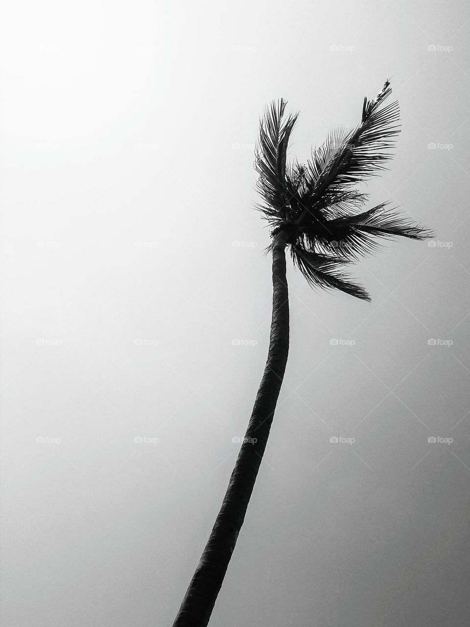 Palm in the wind