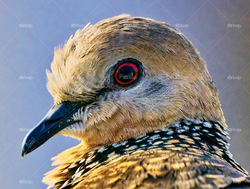 Bird photography - Dove - Closeup 