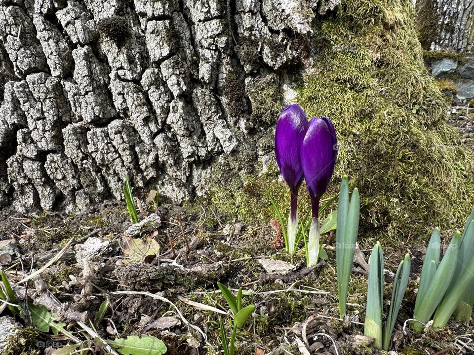 crocuses 