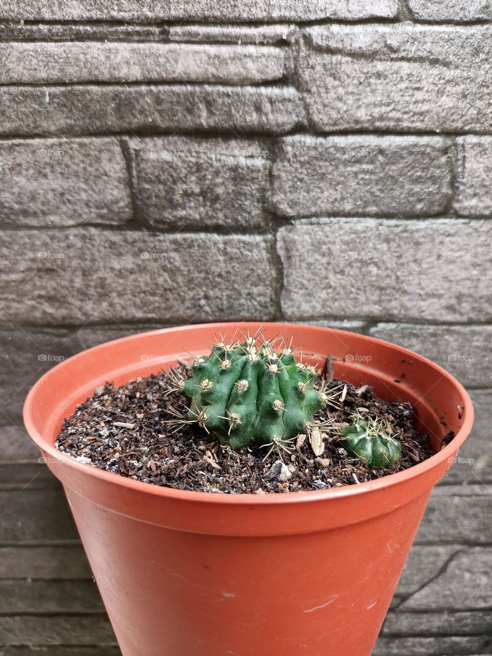 Variety of cactus with beautiful flower in garden. Small decorative cactus plants.