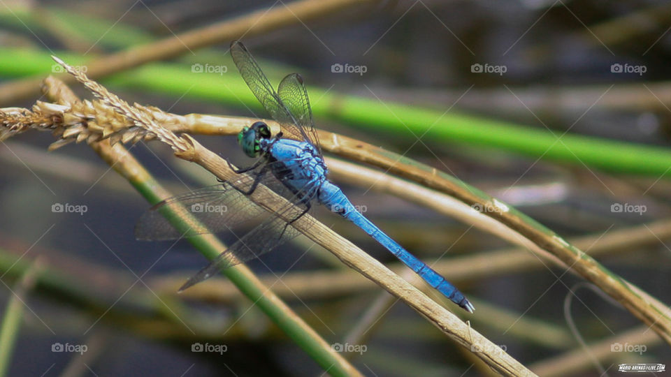 Blue Dragonfly