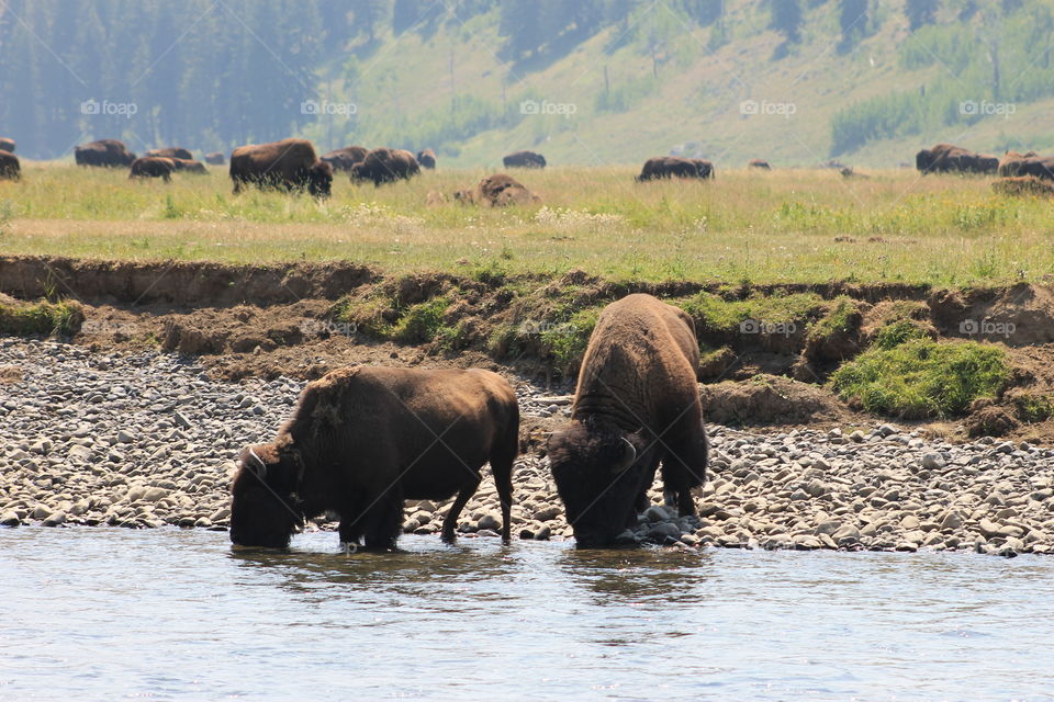 Buffalo drinking from a river in Yellowstone National Park.