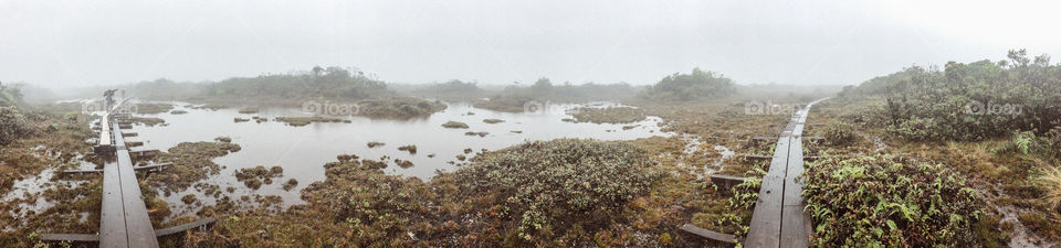 Views from the Alakai Swamp hike located in Kokee on the Hawaiian Island of Kauai.