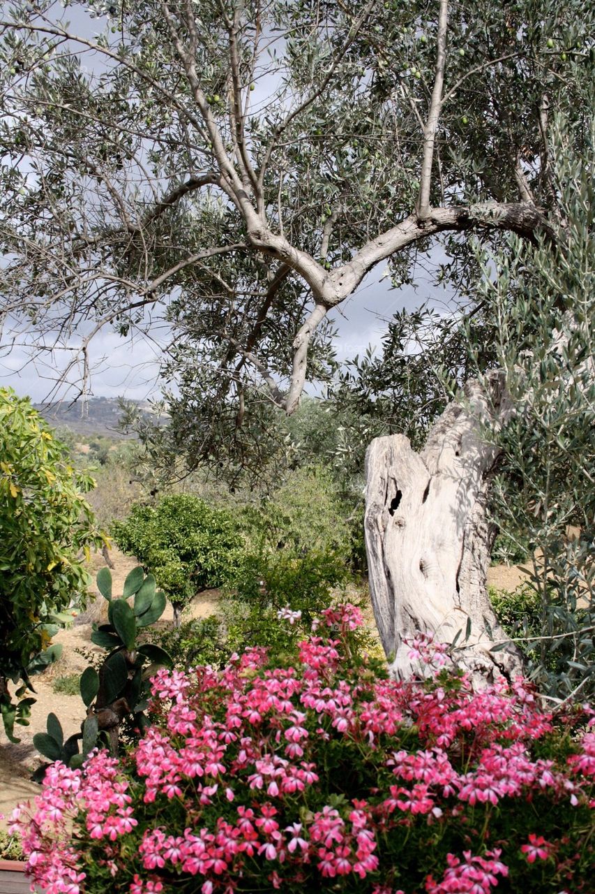 Ancient olive tree