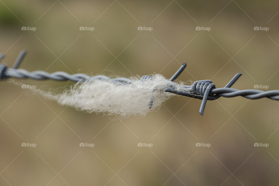 withe sheep wool caught on barbed wire