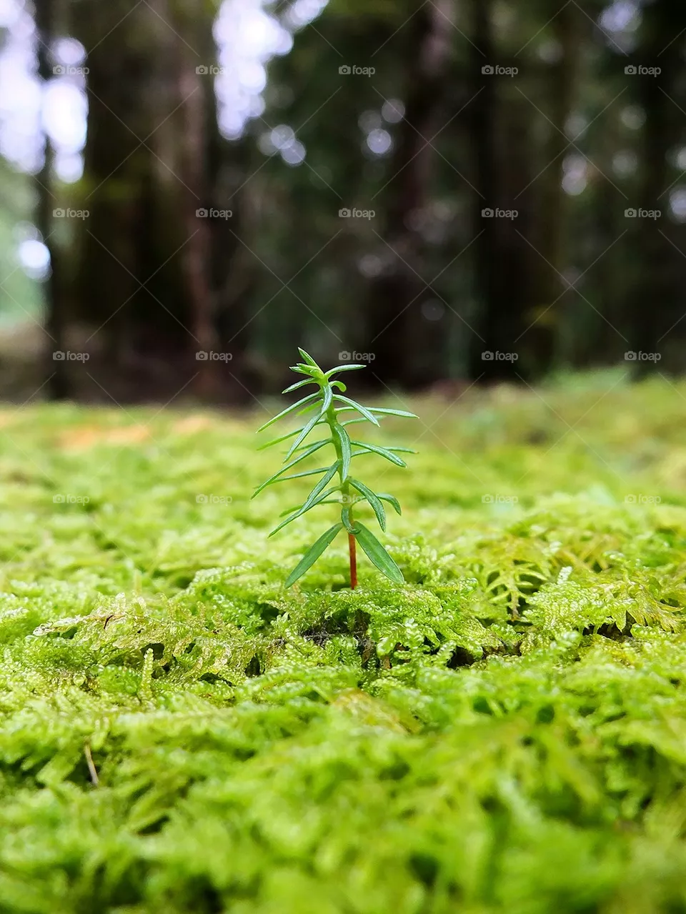 fern