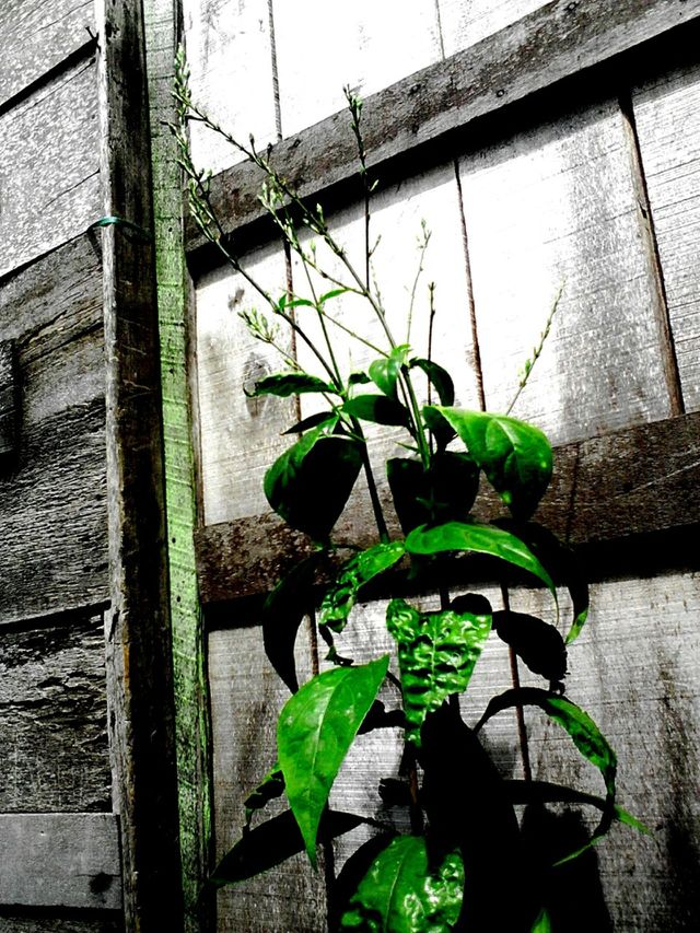 a plant and my door