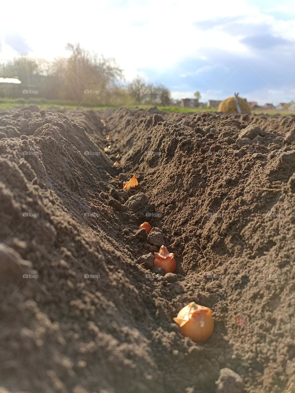 To plant onions. Planting onion. Sowing campaign in Ukraine. Farmer in field