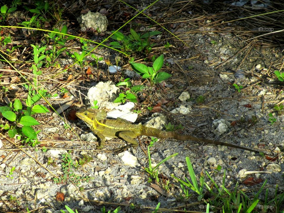 Brown/Striped Basilisk Lizard. Brown or Striped Basilisk Lizard non-native of Florida