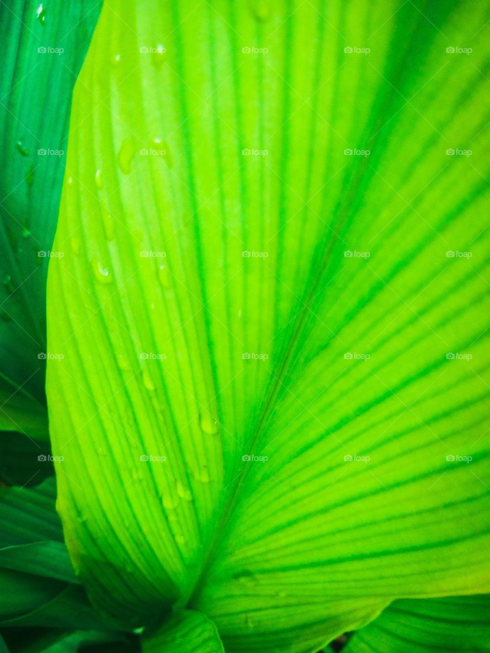 This is a closer image  of a turmeric leaf . It's green in colour and there are some rain drops on the turmeric leaf .This can be use as a natural wallpaper. The lines of the  leaf are so clear and this is very close capture of a turmeric leaf.