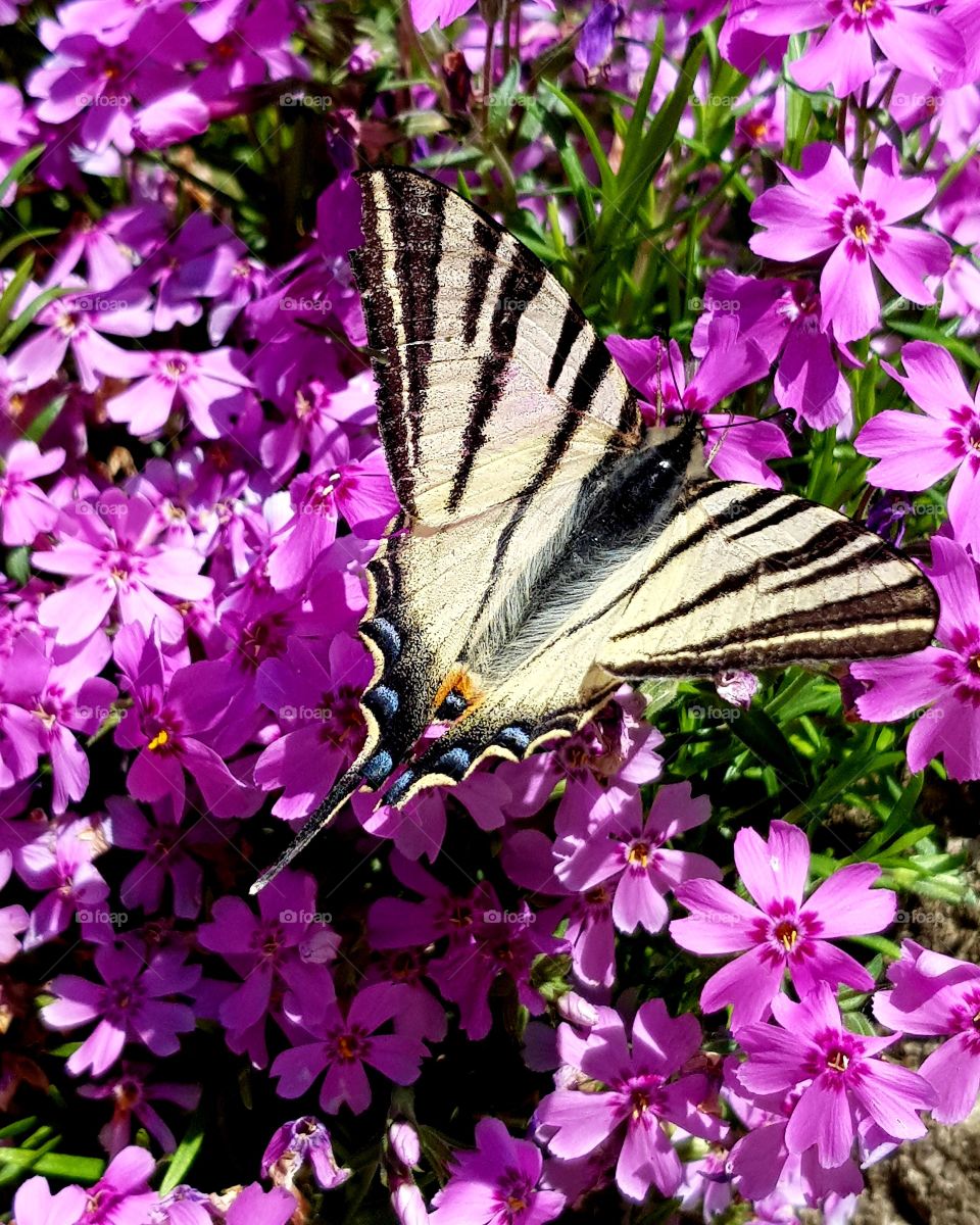 butterfly in the pink field