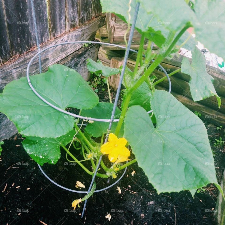 cucumber plant after the rain