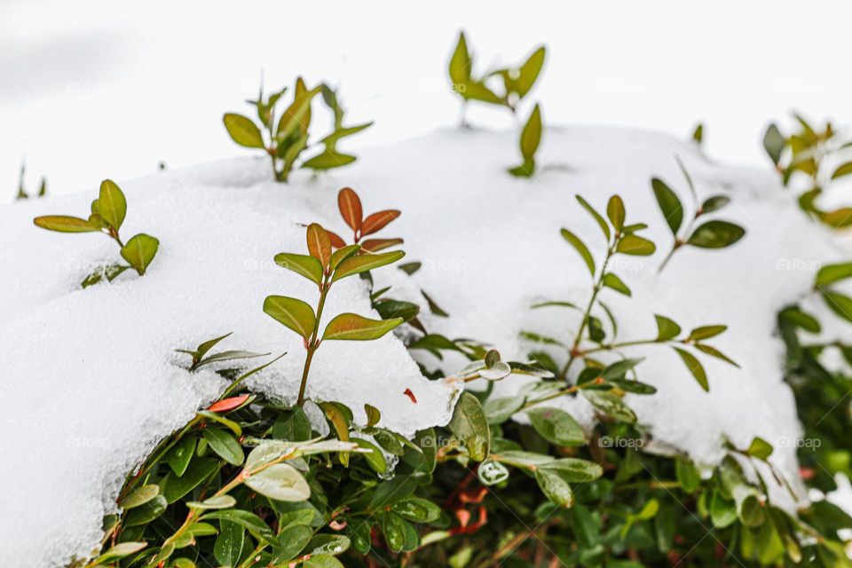 snow on a bush