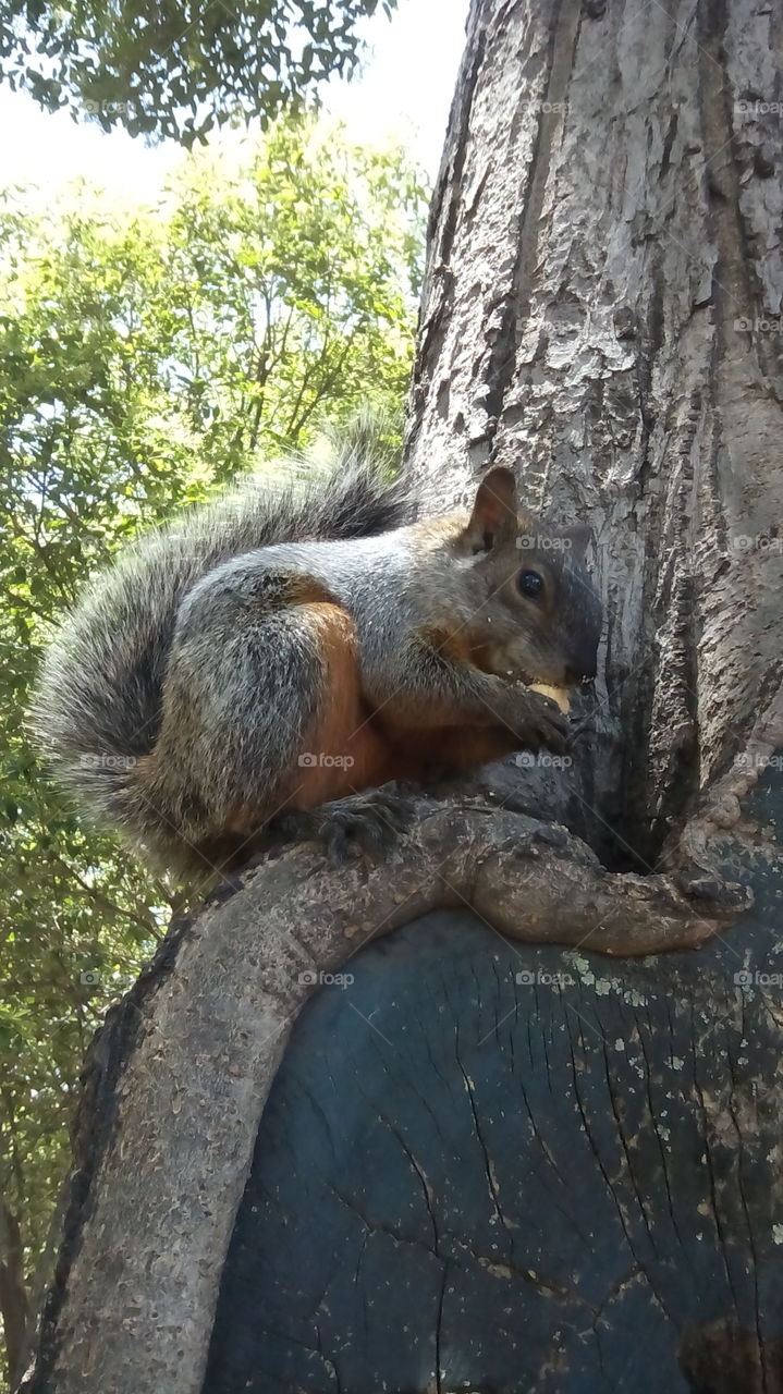 squirrel