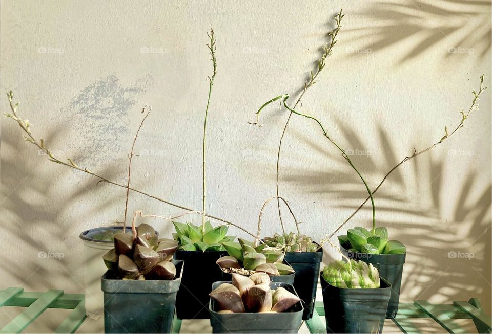 Various species of Haworthia