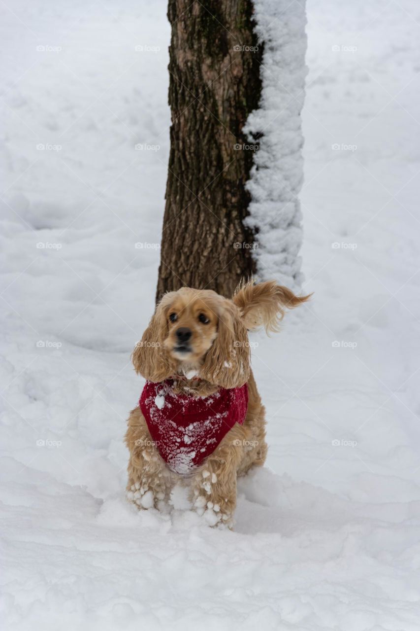 Cute dog playing in the park 