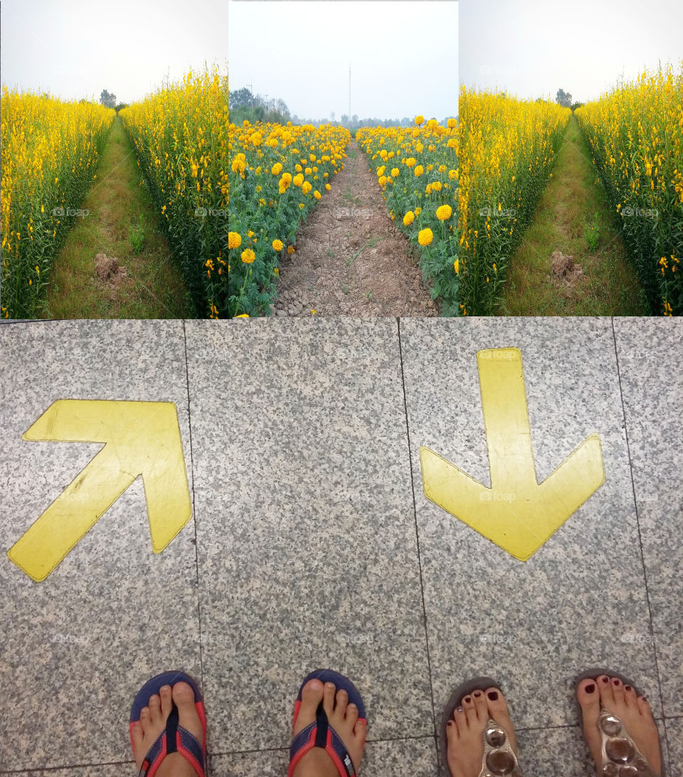 Yellow Flower. travel