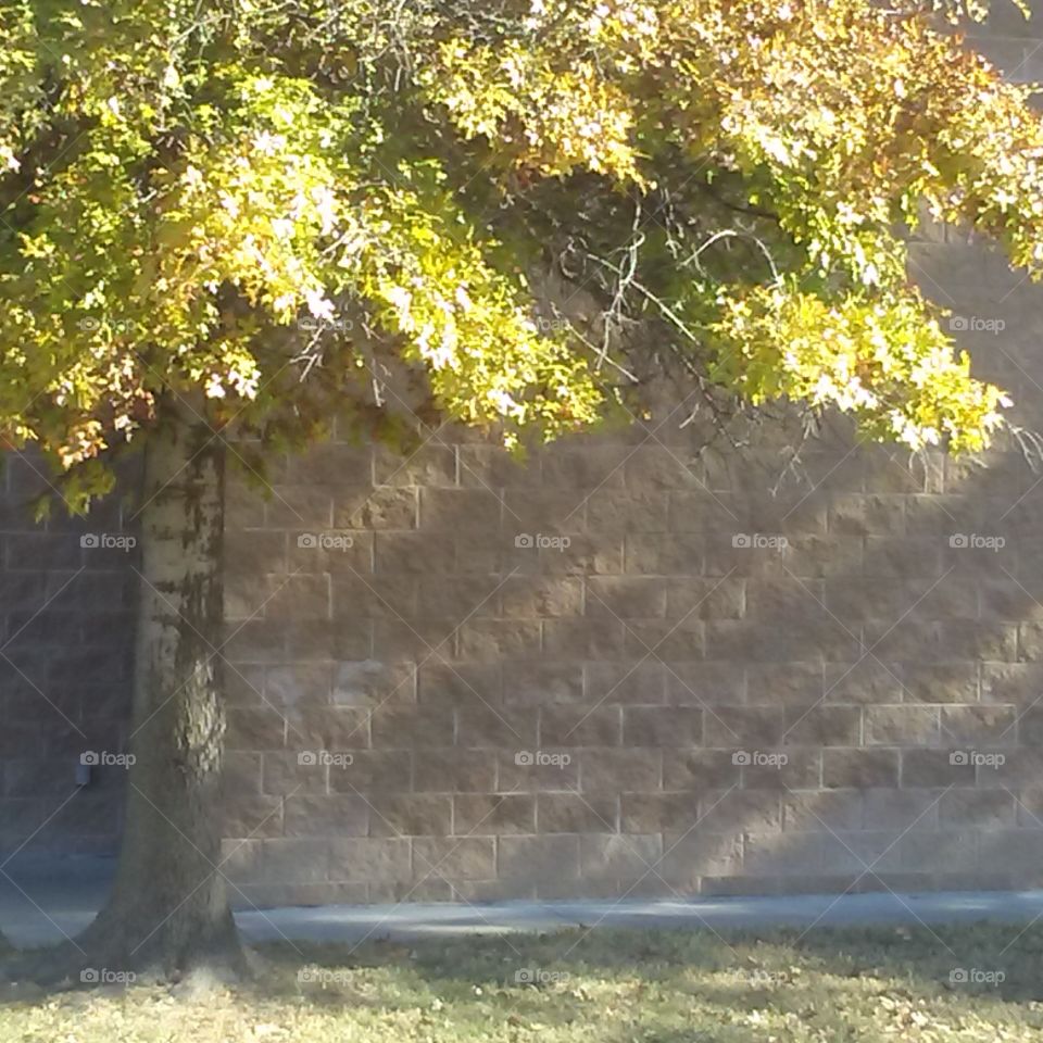 november tree and wall