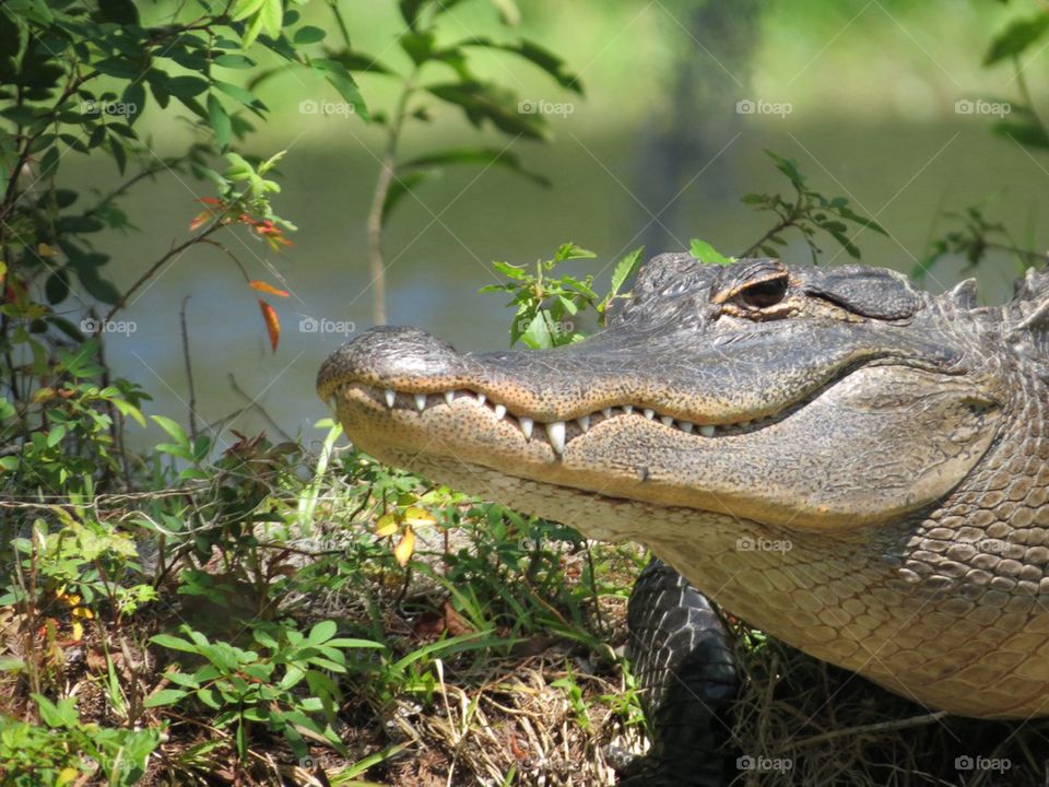 Florida Gator