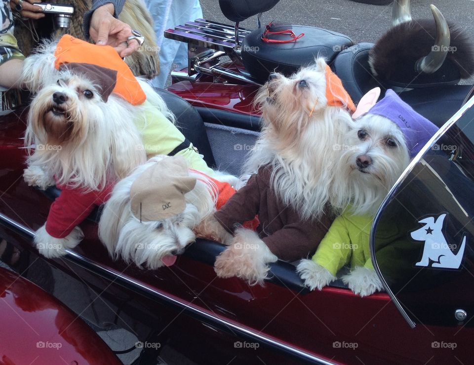 little dogs dressed up as the 7 dwarves for Halloween 