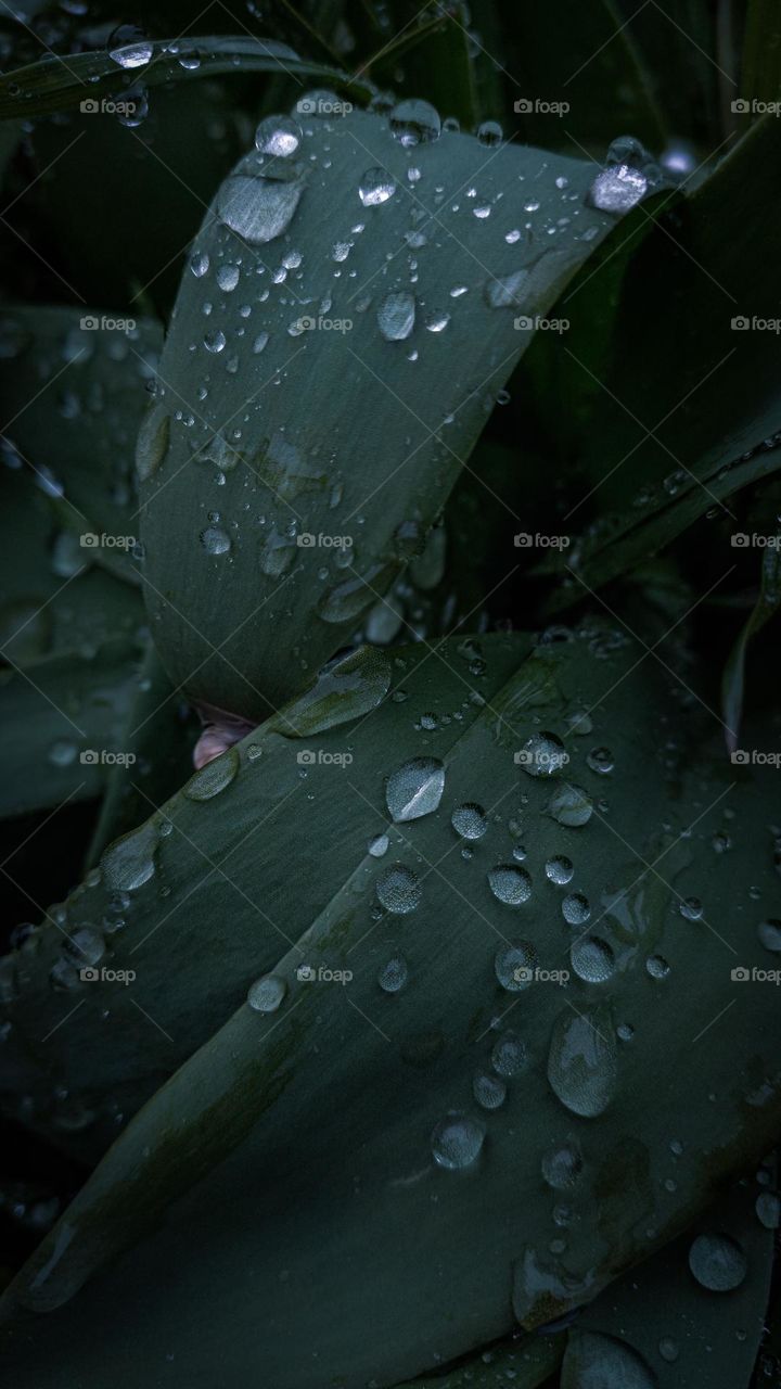 Water drops on green leaves