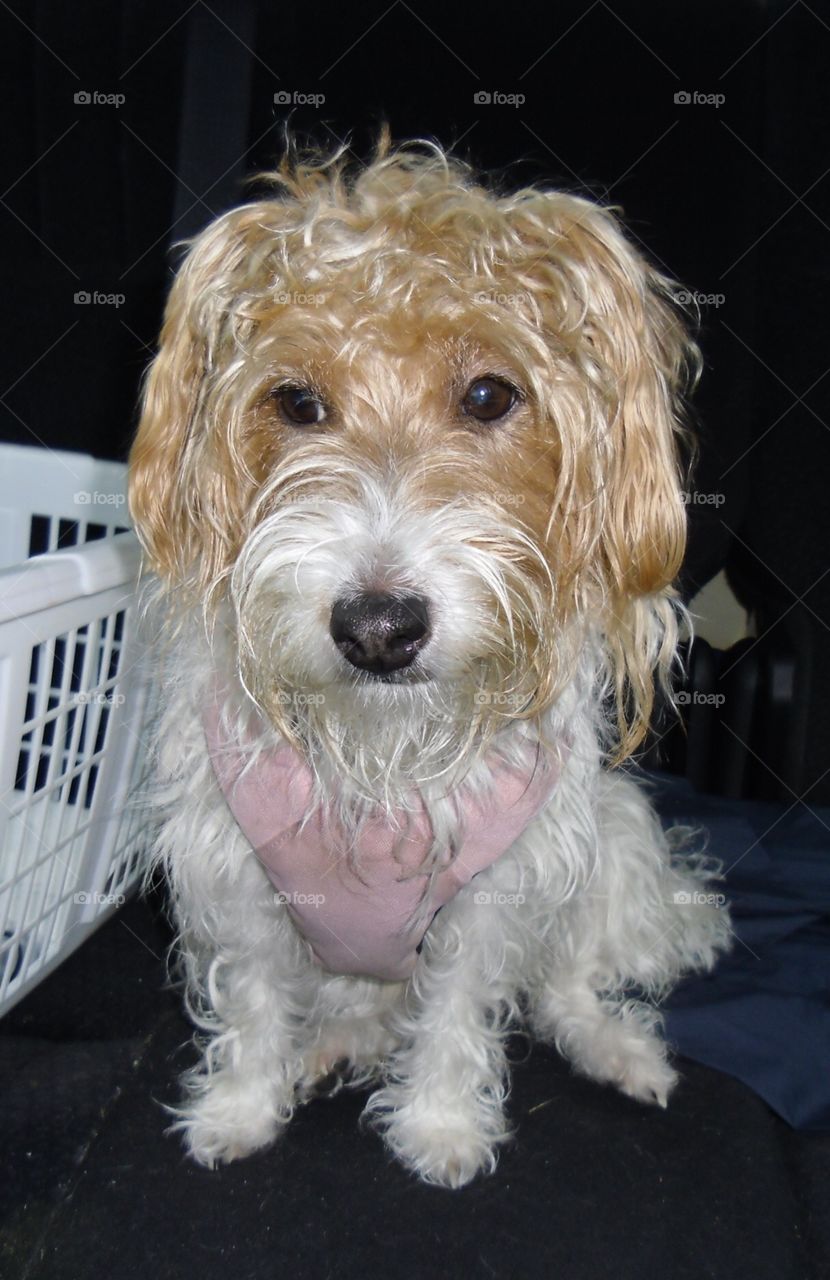 Laundry Day. Gracie, long haired Jack Russell Terrier