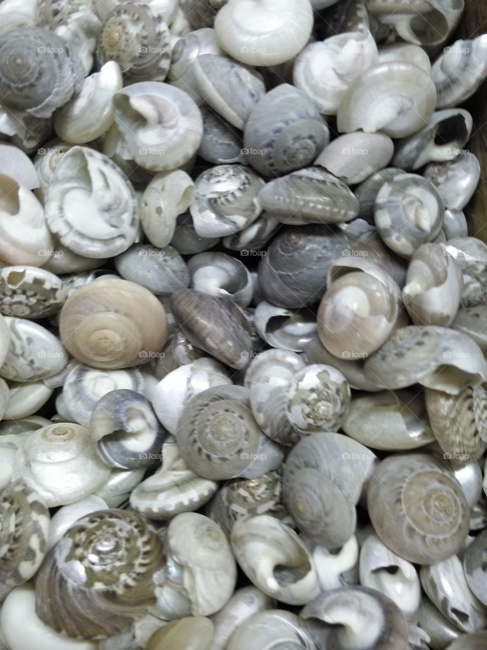 Sea Shells by the Seashore. many seashells together