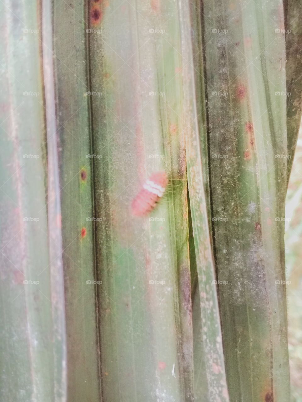 Darna trima moore fire caterpillar attack old leaves in young and mature plants