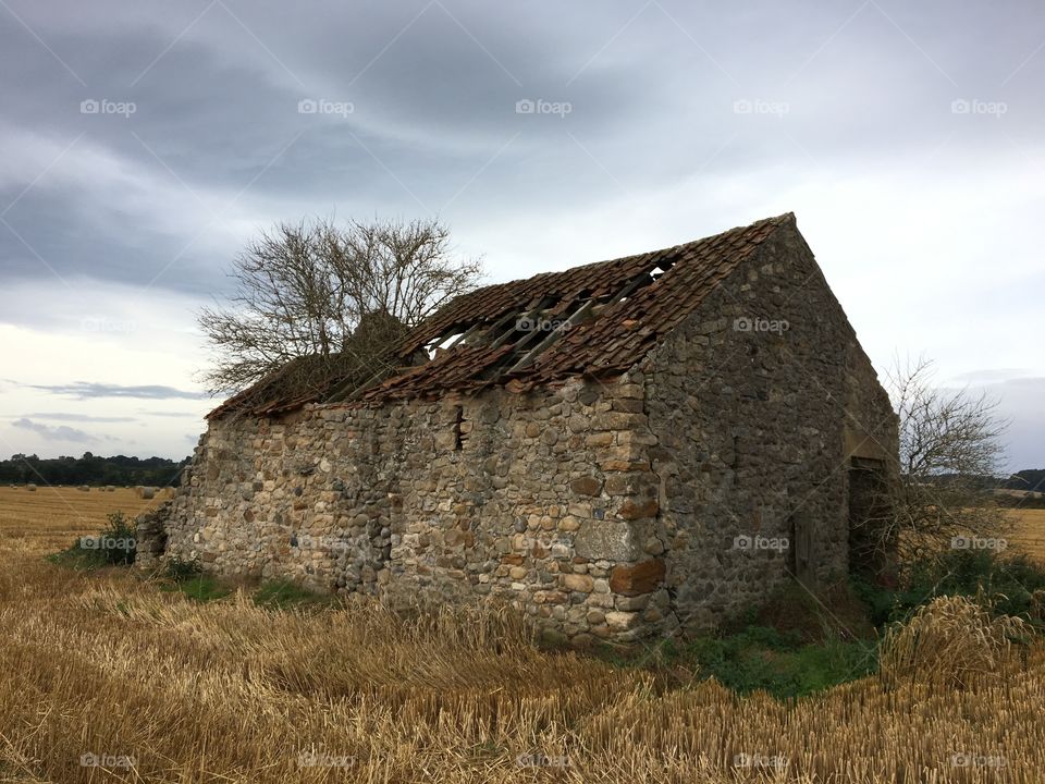 Cowshed with a tree growing through its roof 