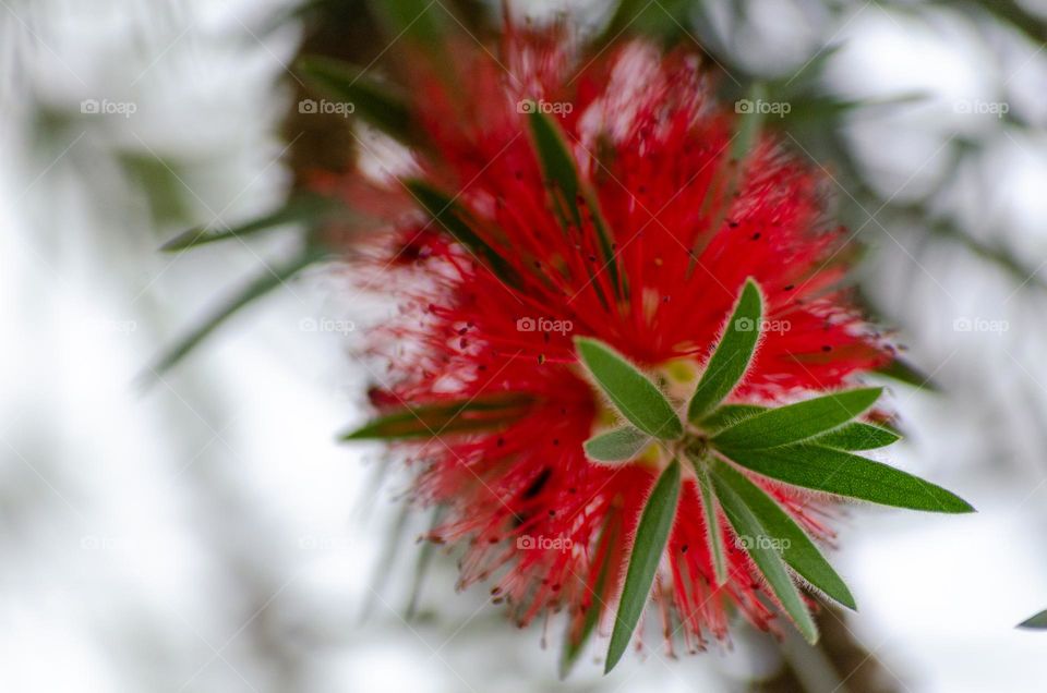 callistemon