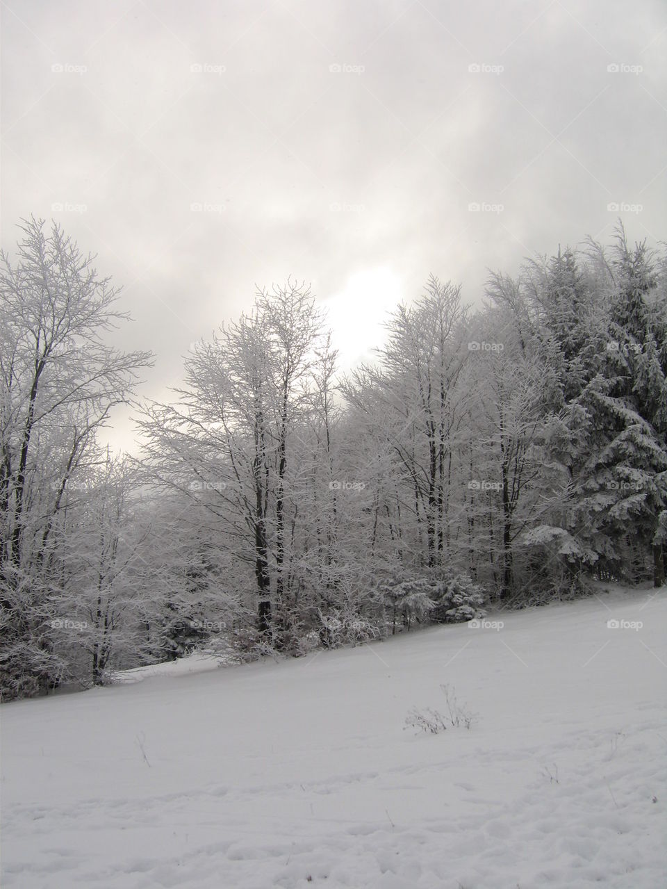 snow in woods