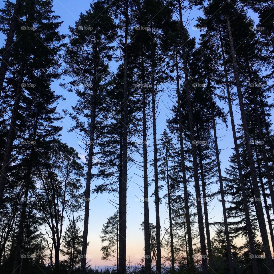 Sunset through the trees. 