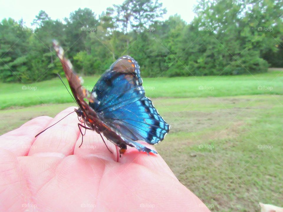 black and blue swallowtail butterfly sitting on finger tips outdoors