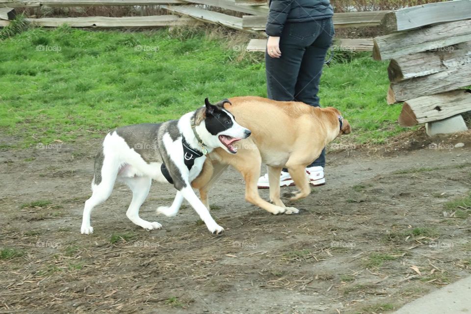 Dogs fooling around 