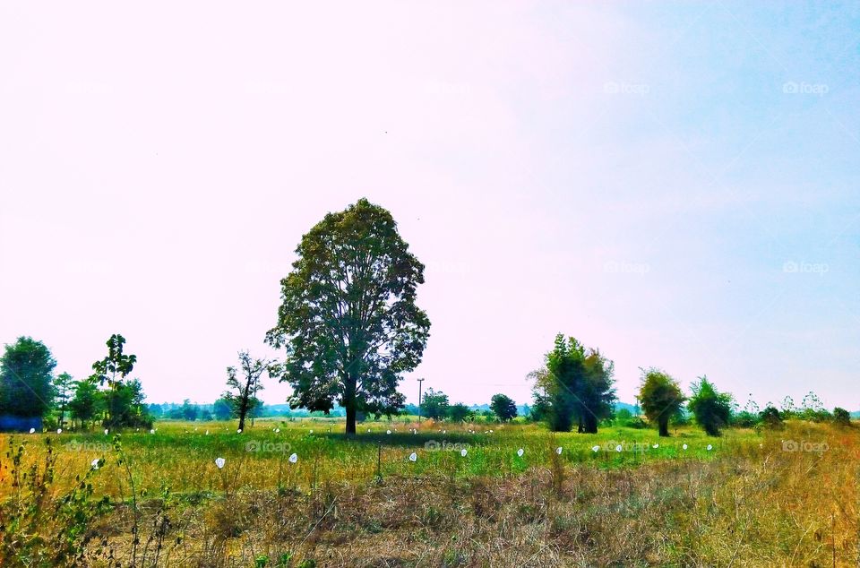 tree,sky,farmland,landscape