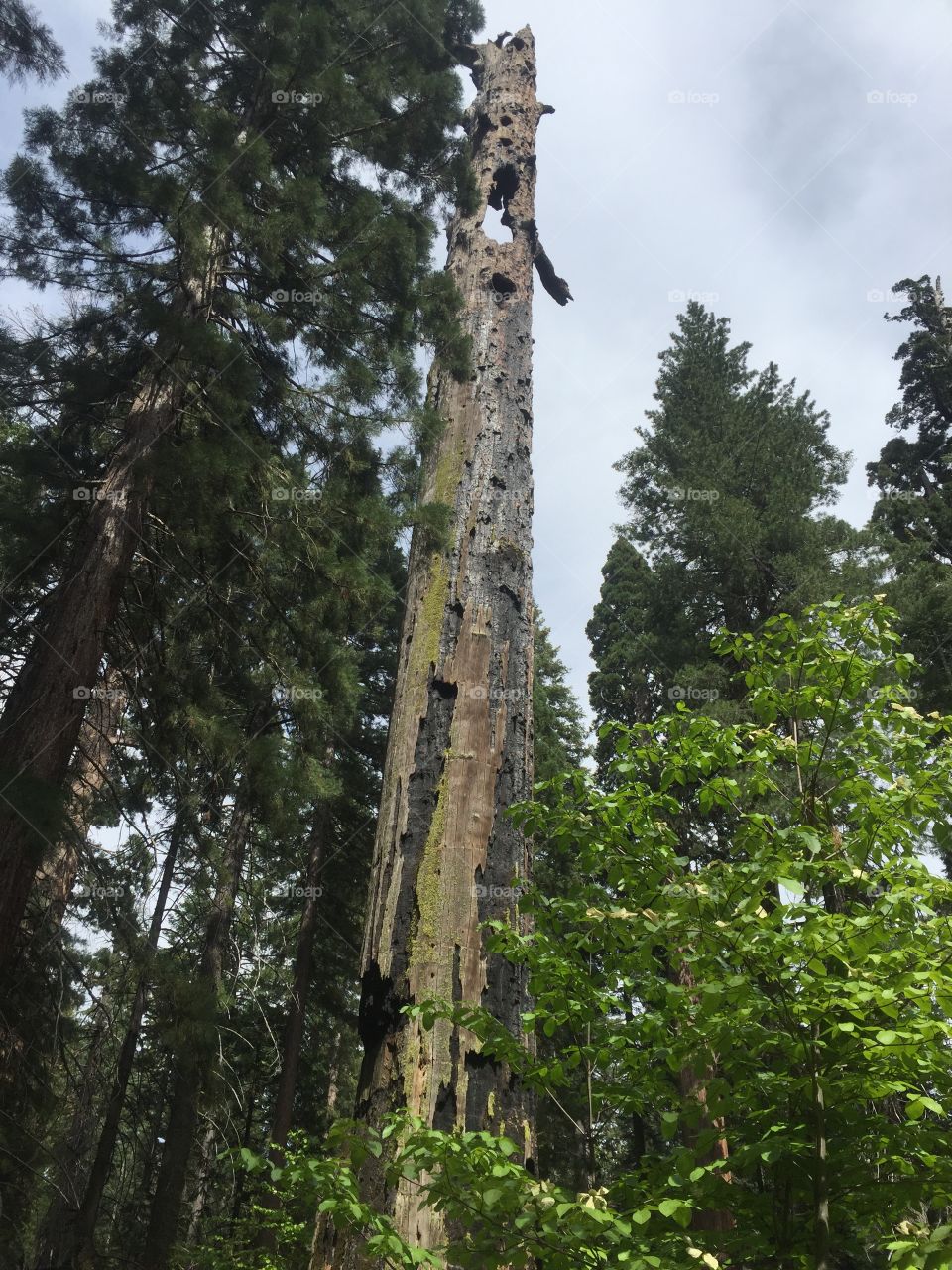 giant sequoias 