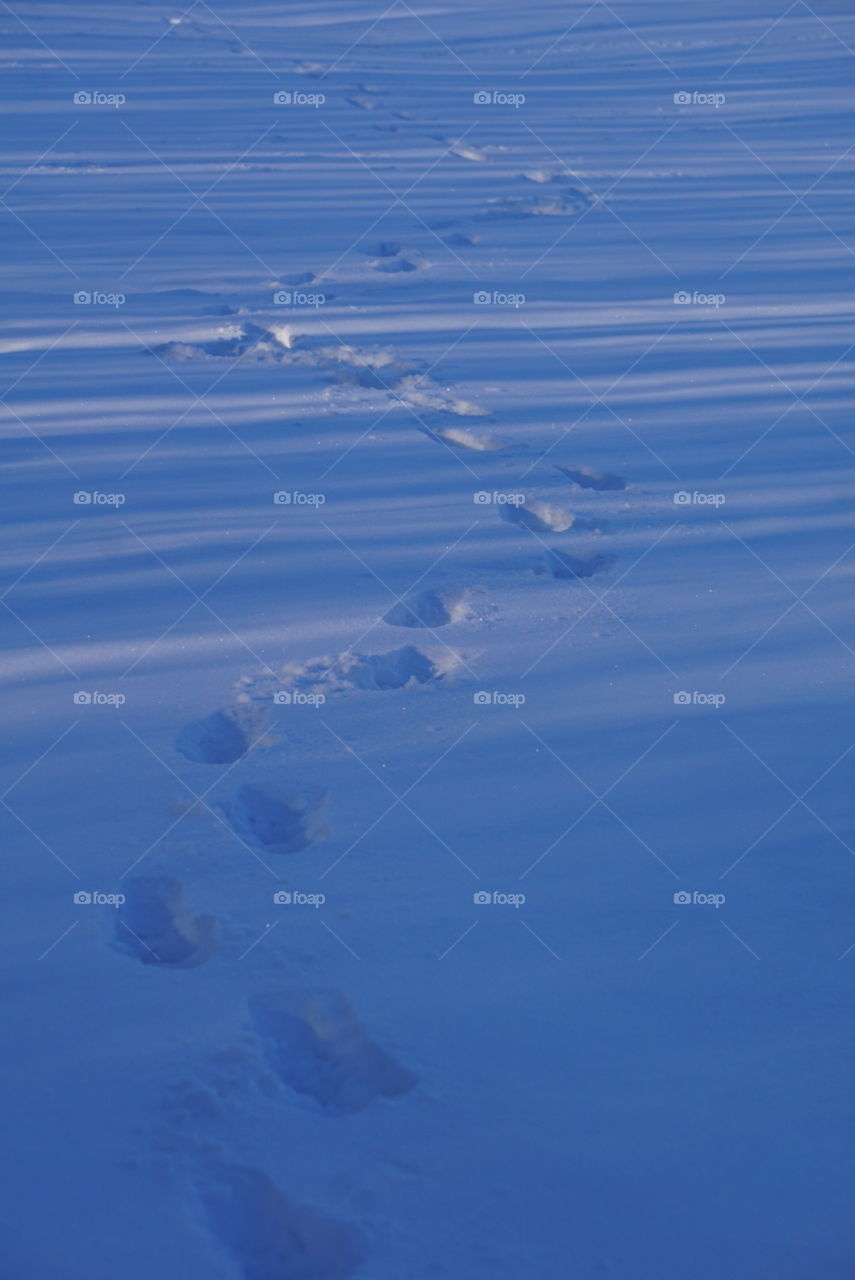 Prints in the snow; where does the trail go? 