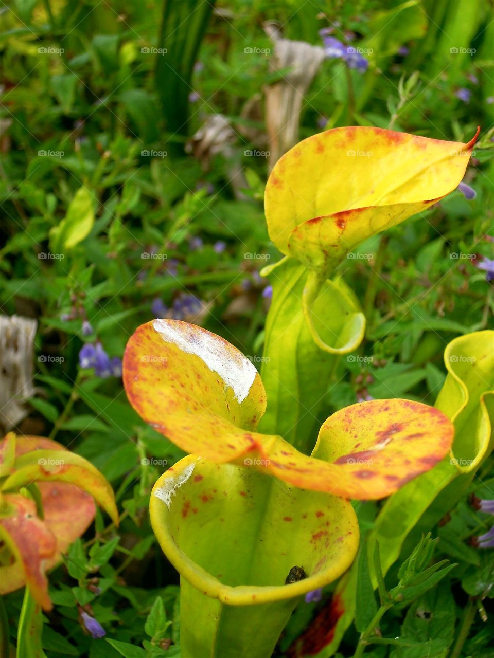 Romantisch Pflanzen Park