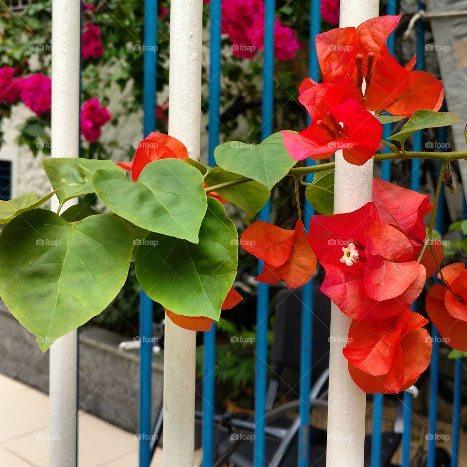 Bougainvilles