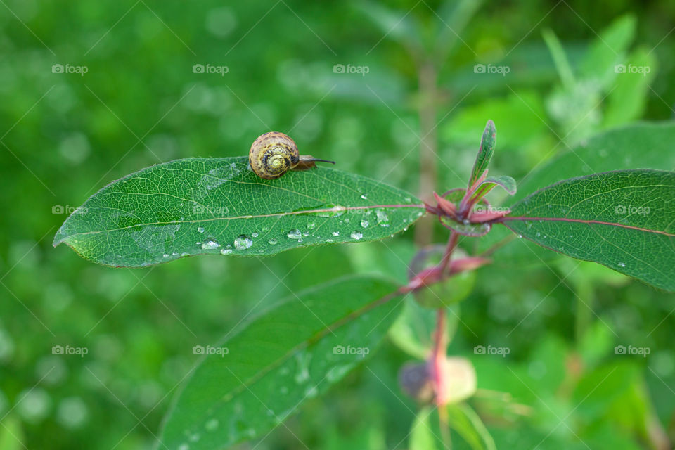 raindrops