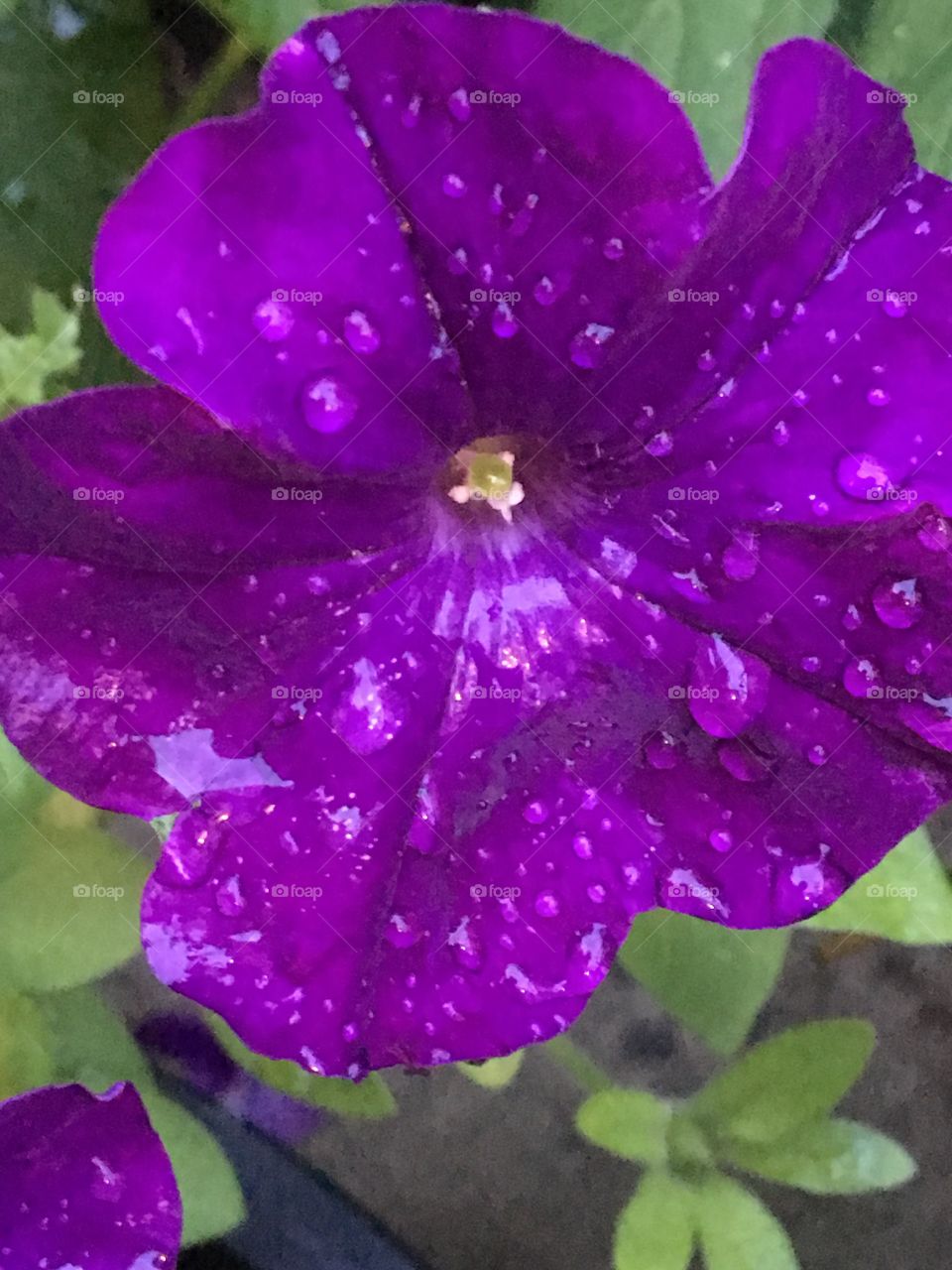Purple petunia - rain kissed