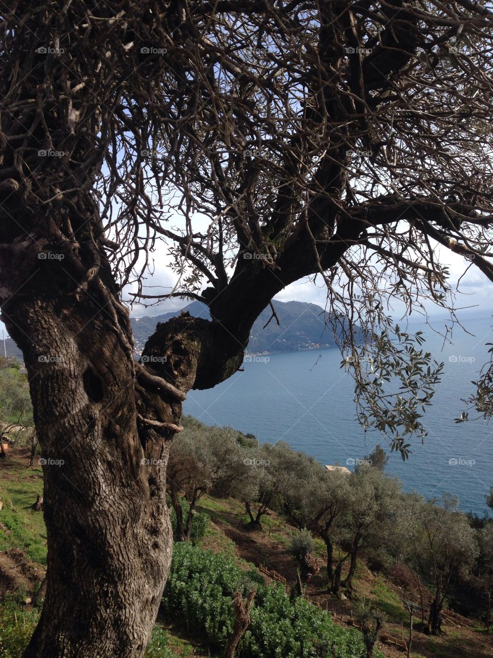 Tree near against river