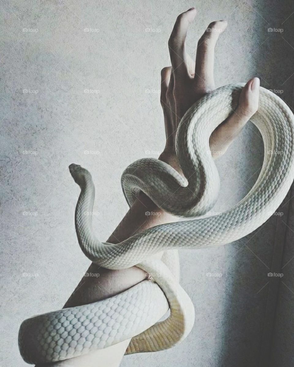 snake
