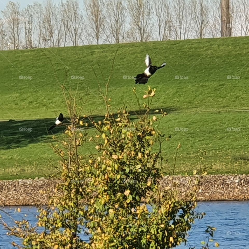 Two magpies in a tree
