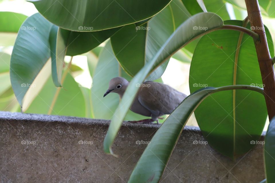 dove walking under ficus 