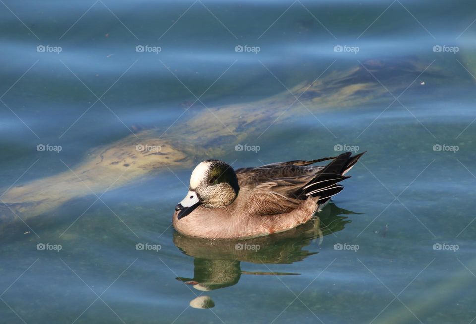 Wigeon Duck in the Water