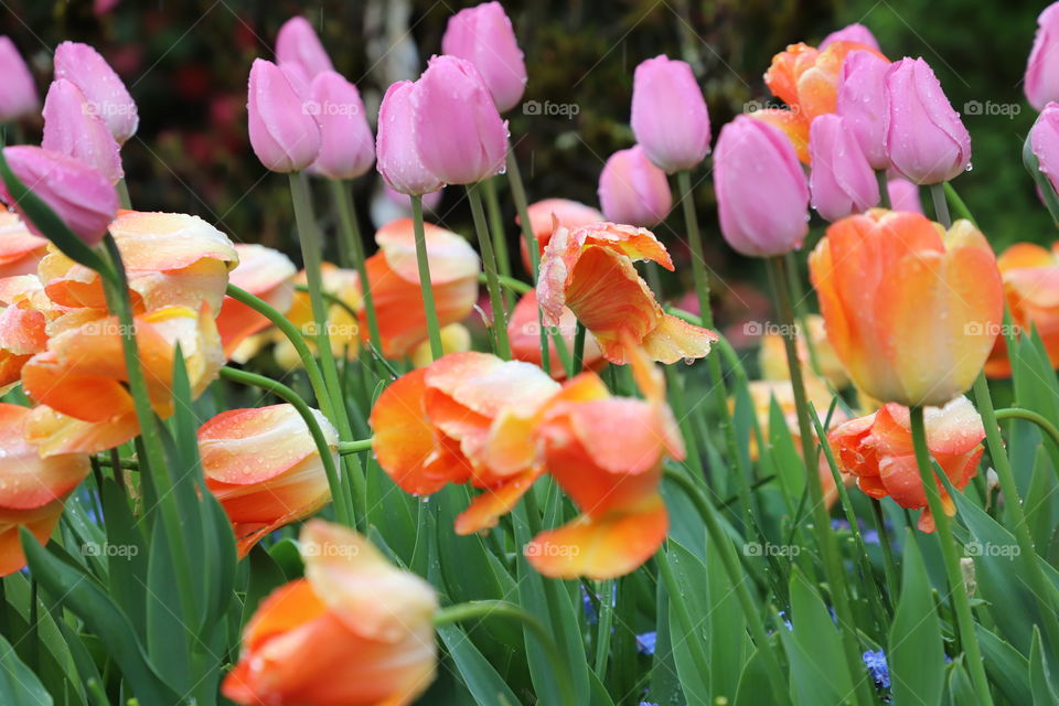 Pink and orange tulips swaying on the rhythm of rain