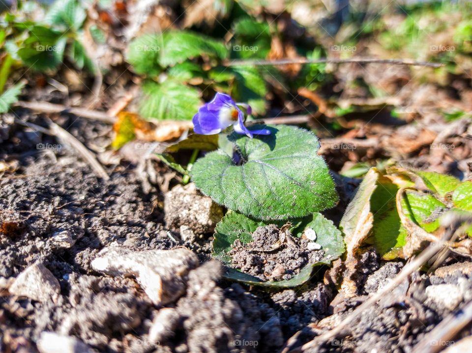 The flower is a forest violet.