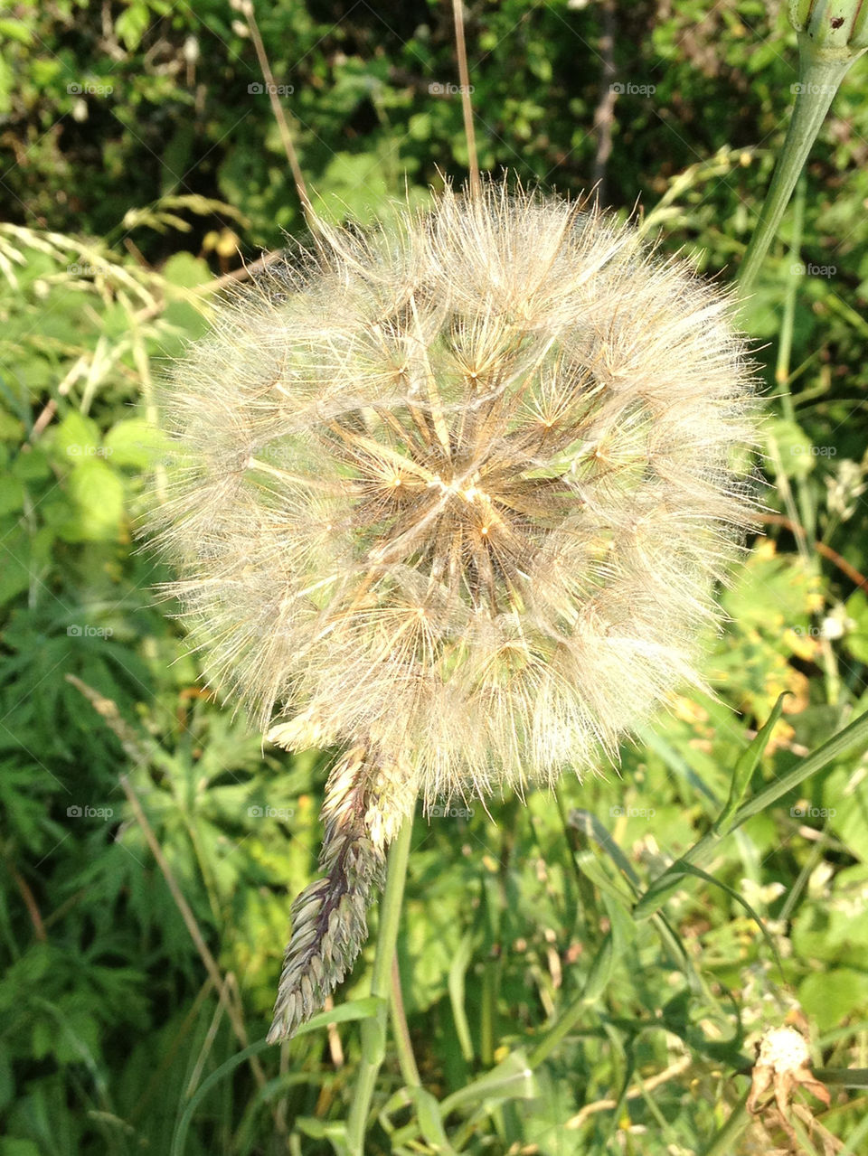 dandelion weed clock seeds by dramaqueenz