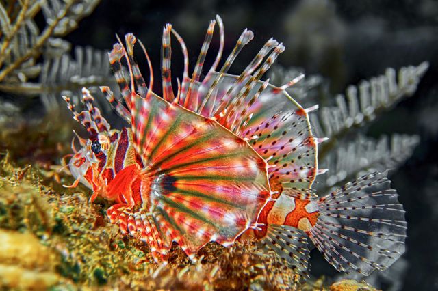 Beautiful colourful fish